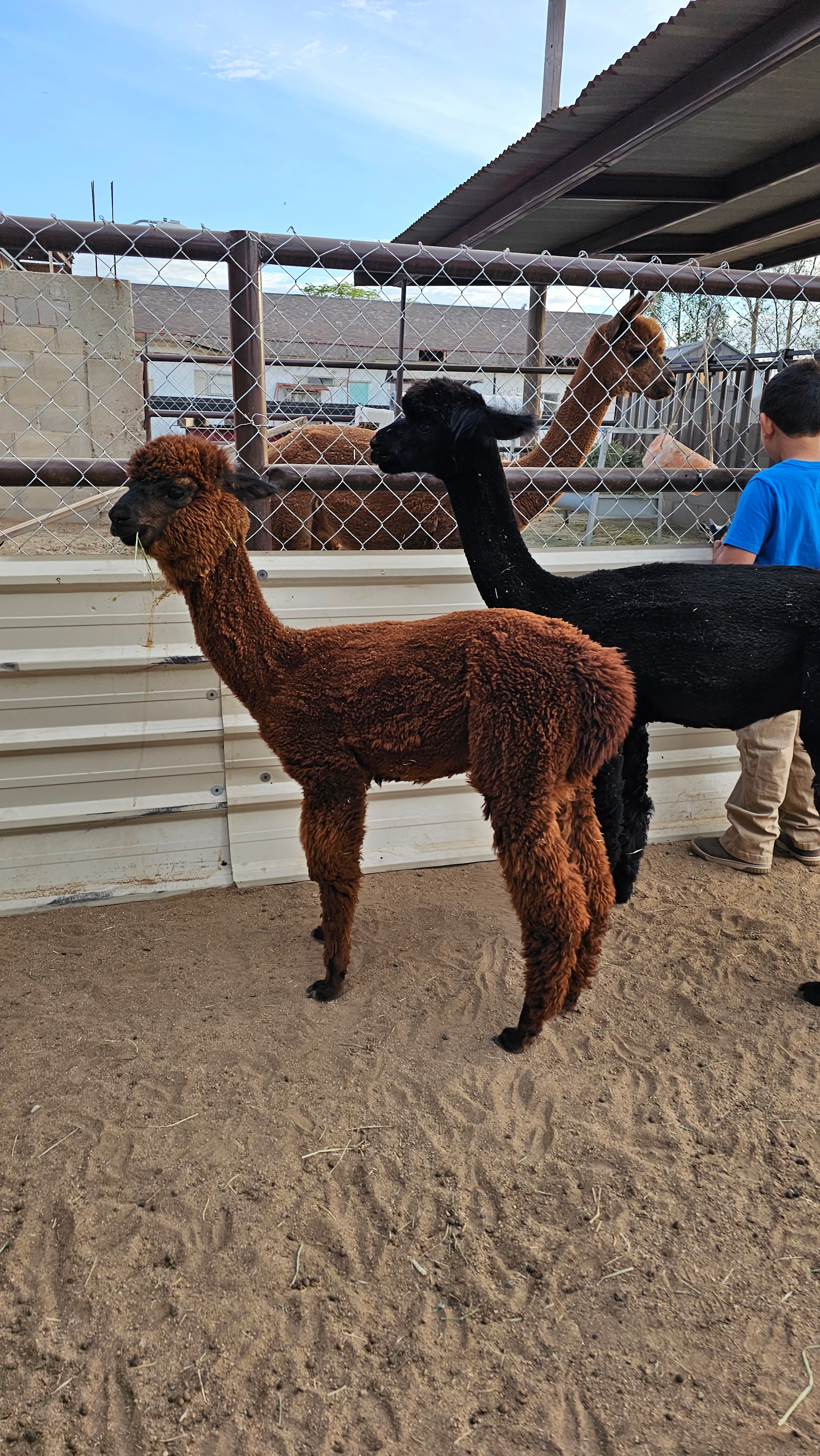 Alpacas