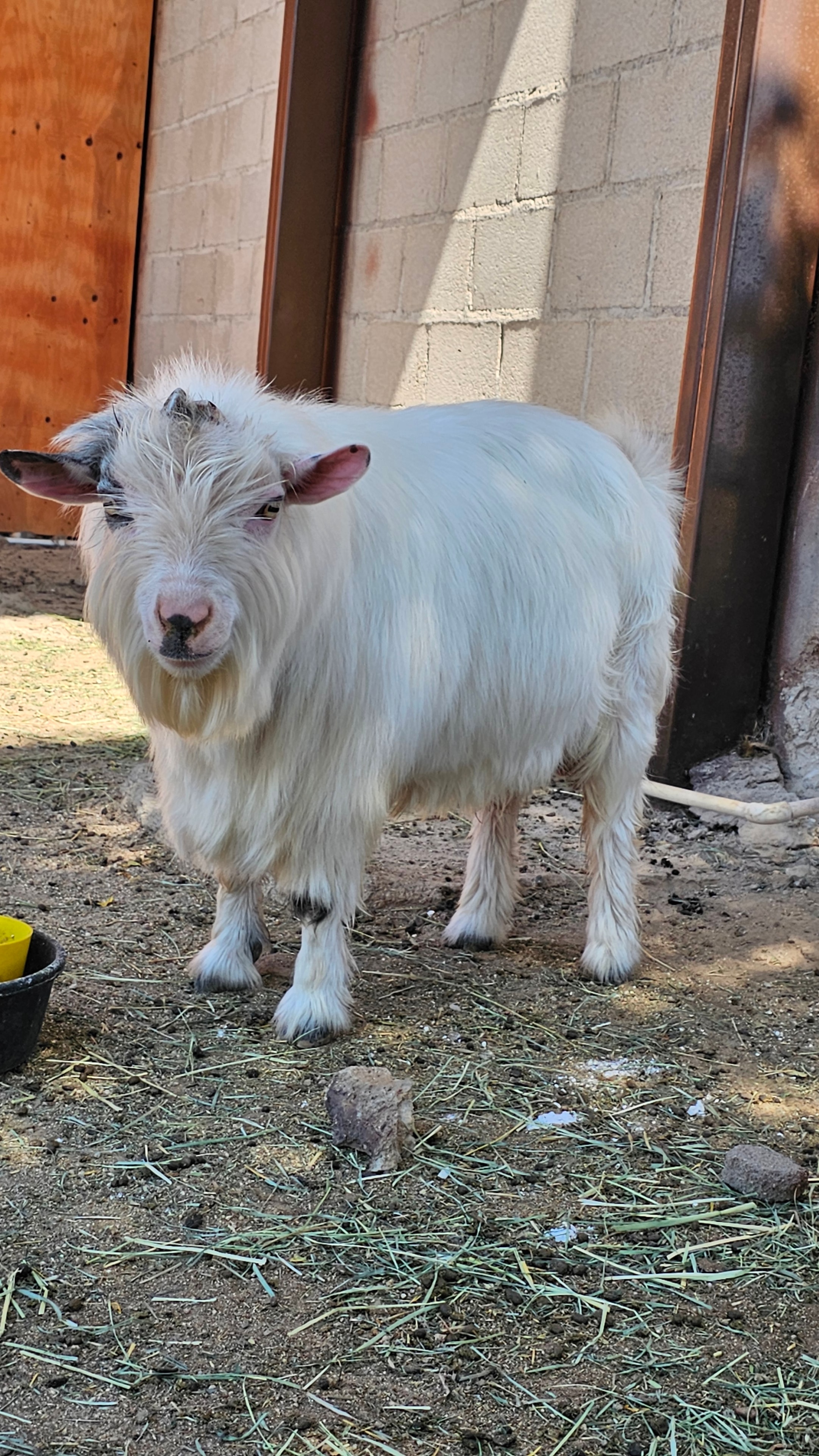 Cabras