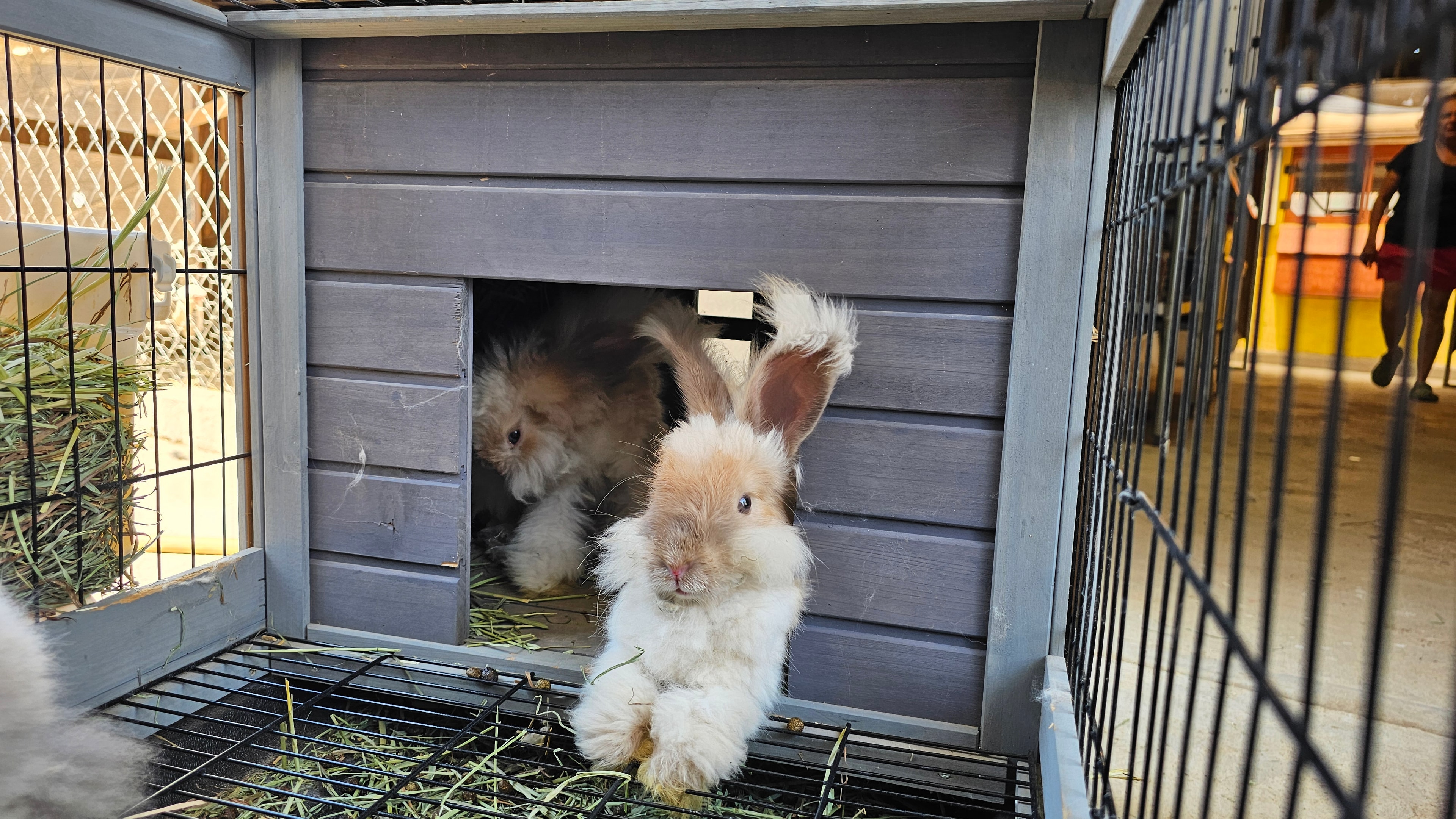 Conejos