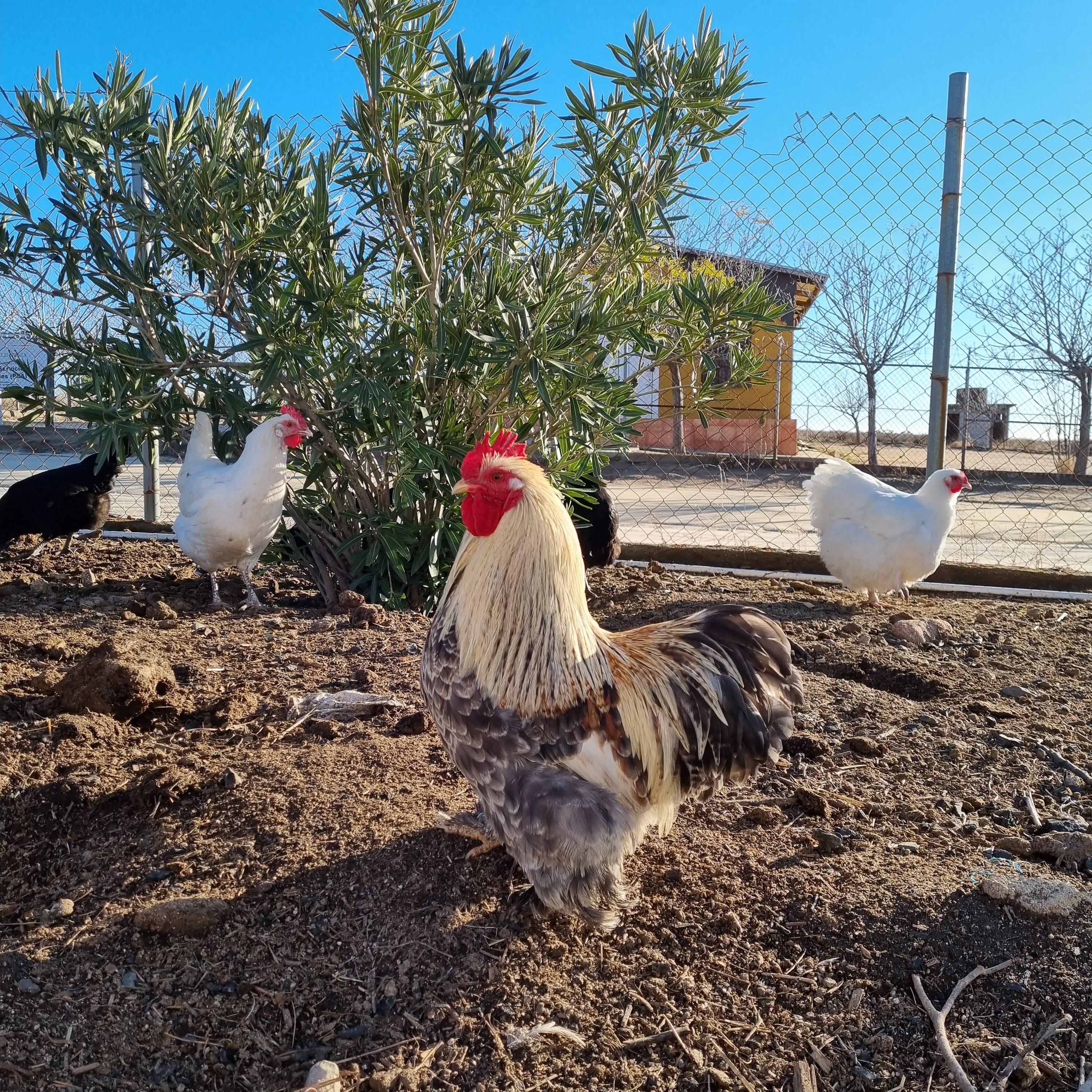 Gallinas de Razas Especiales