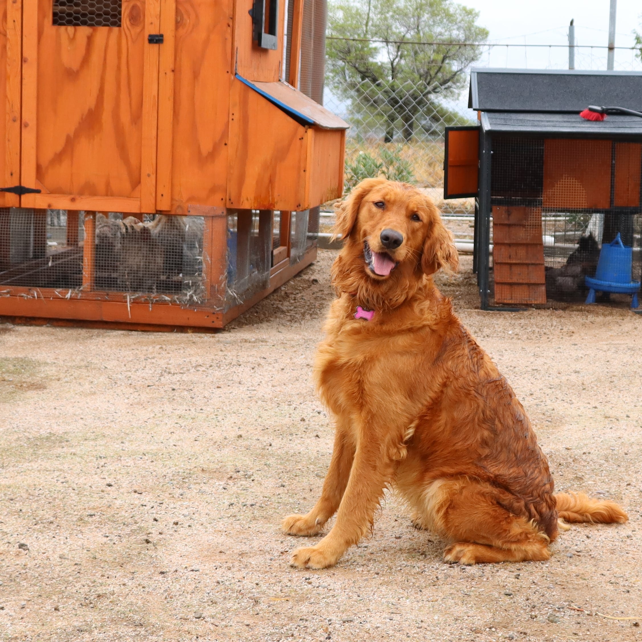 Golden Retriever