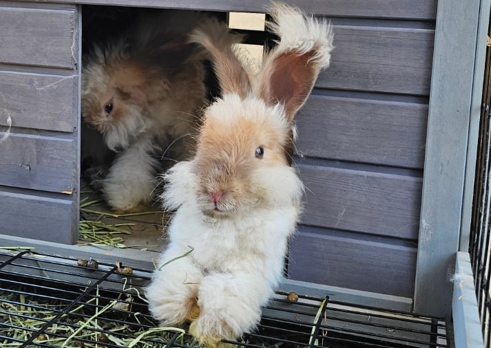Angora Inglés