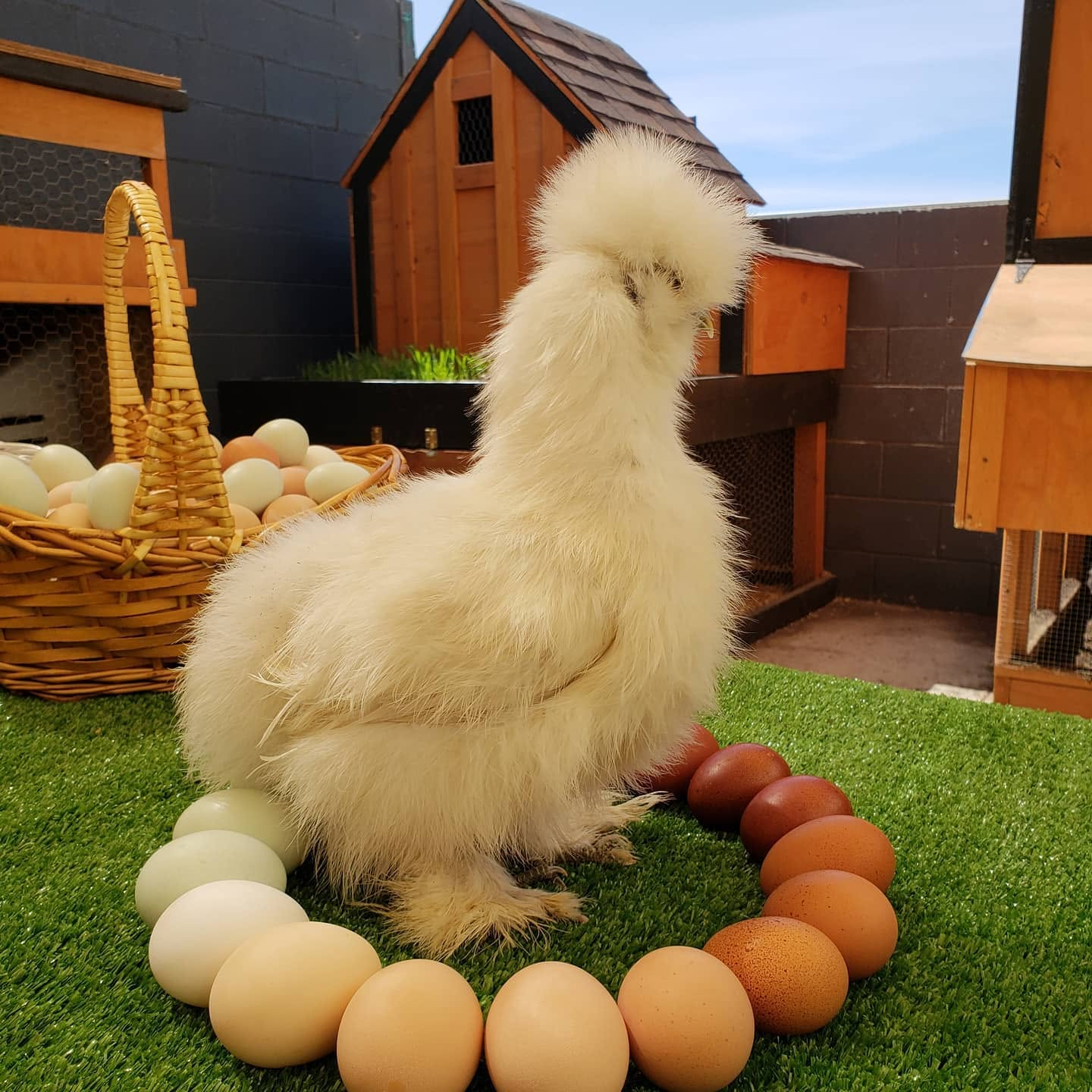 Silkies
