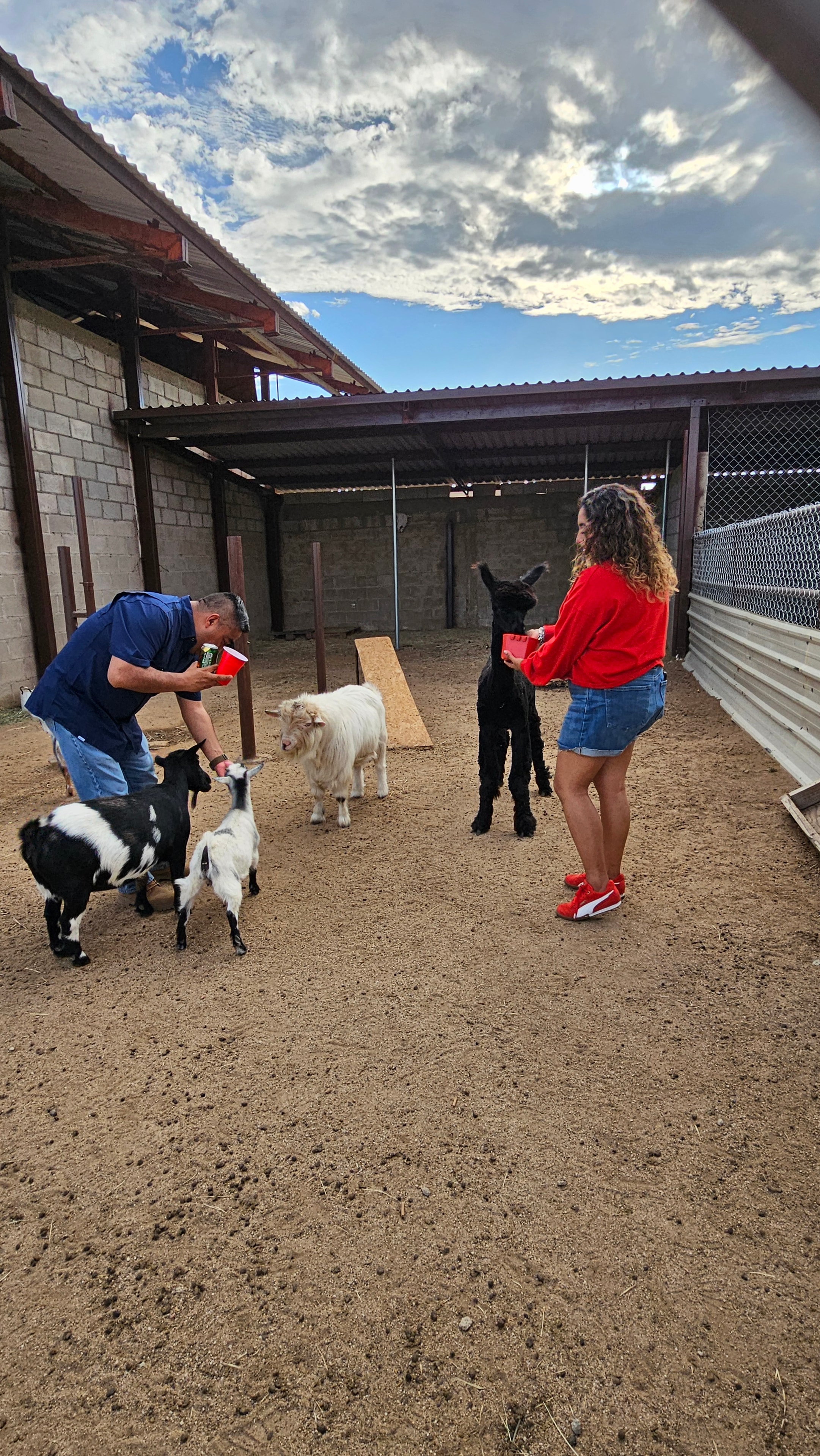 Familia alimentando cabras en el corral, julio 2026