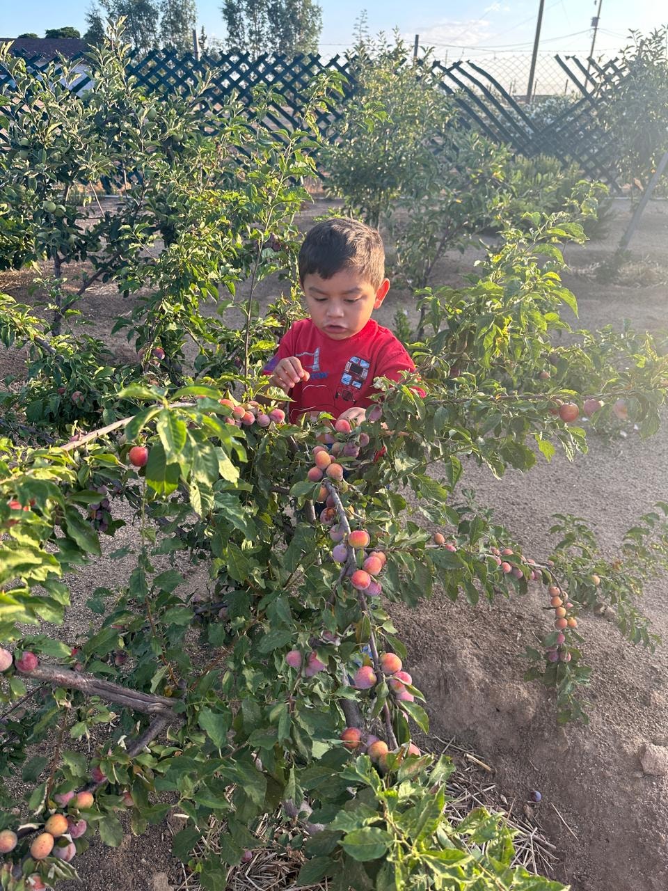 Cosechando tomates del huerto familiar