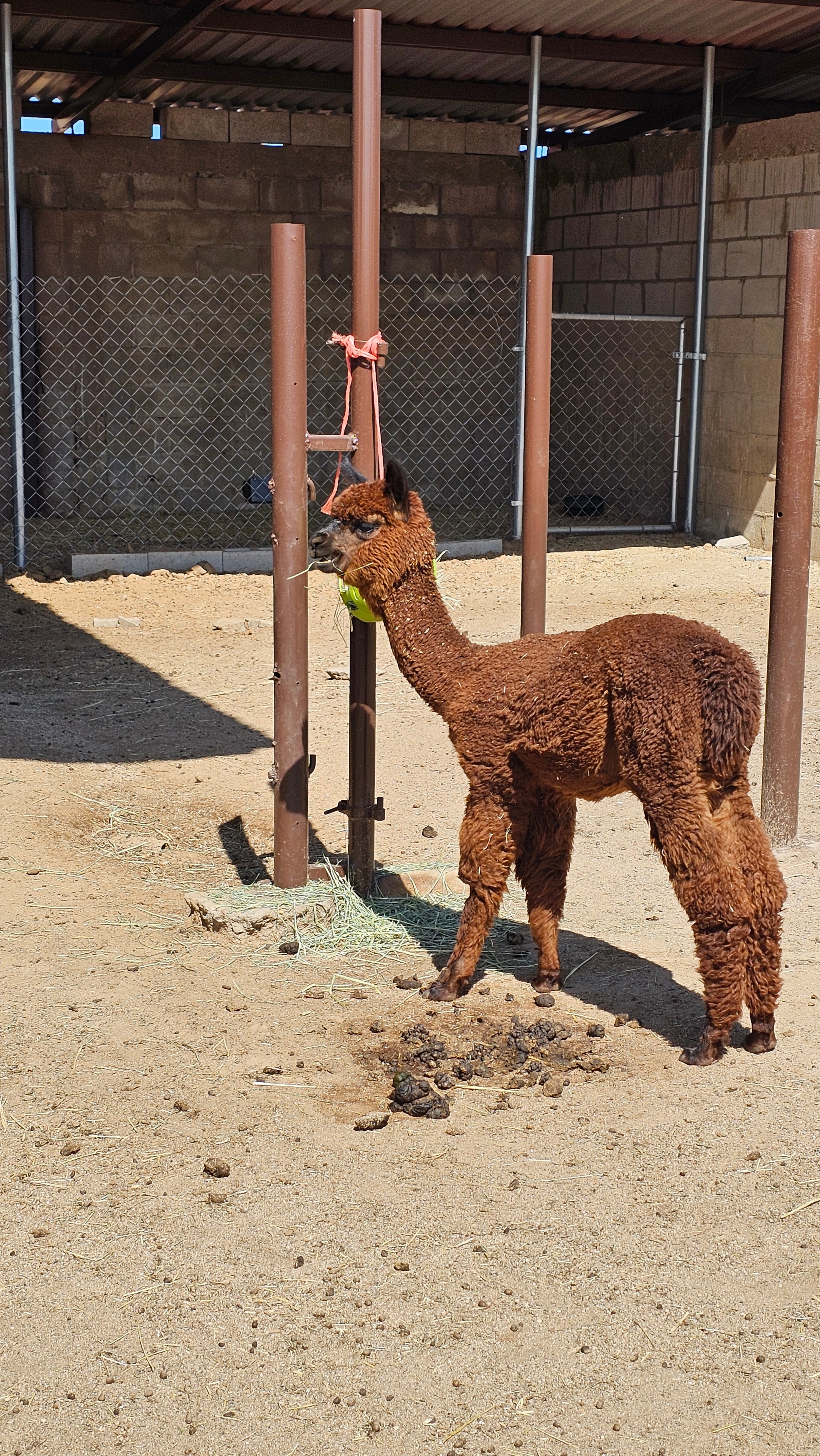 Alpaca marrón comiendo heno en su espacio