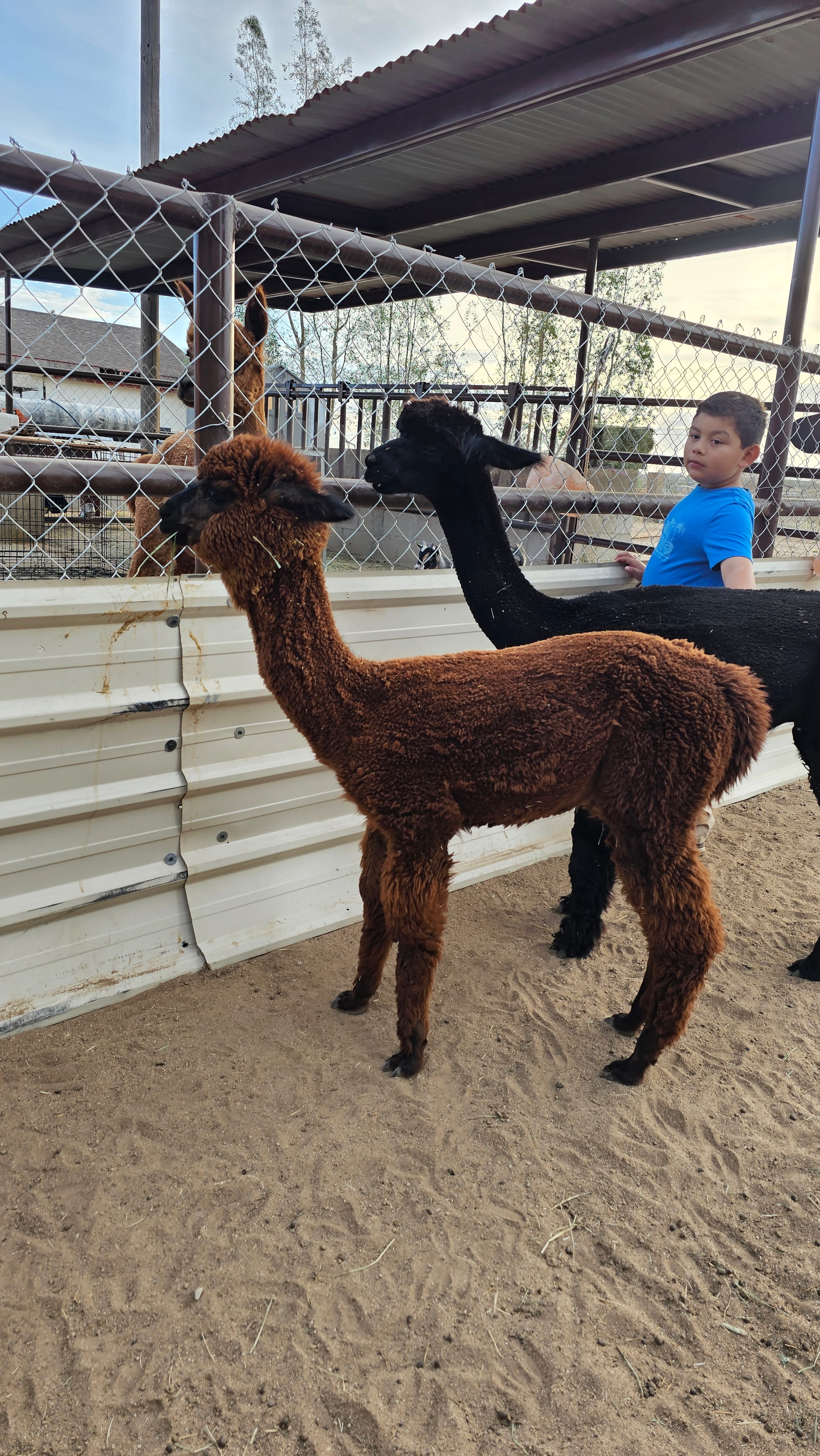Niño alimentando alpacas en Granja de Yosef