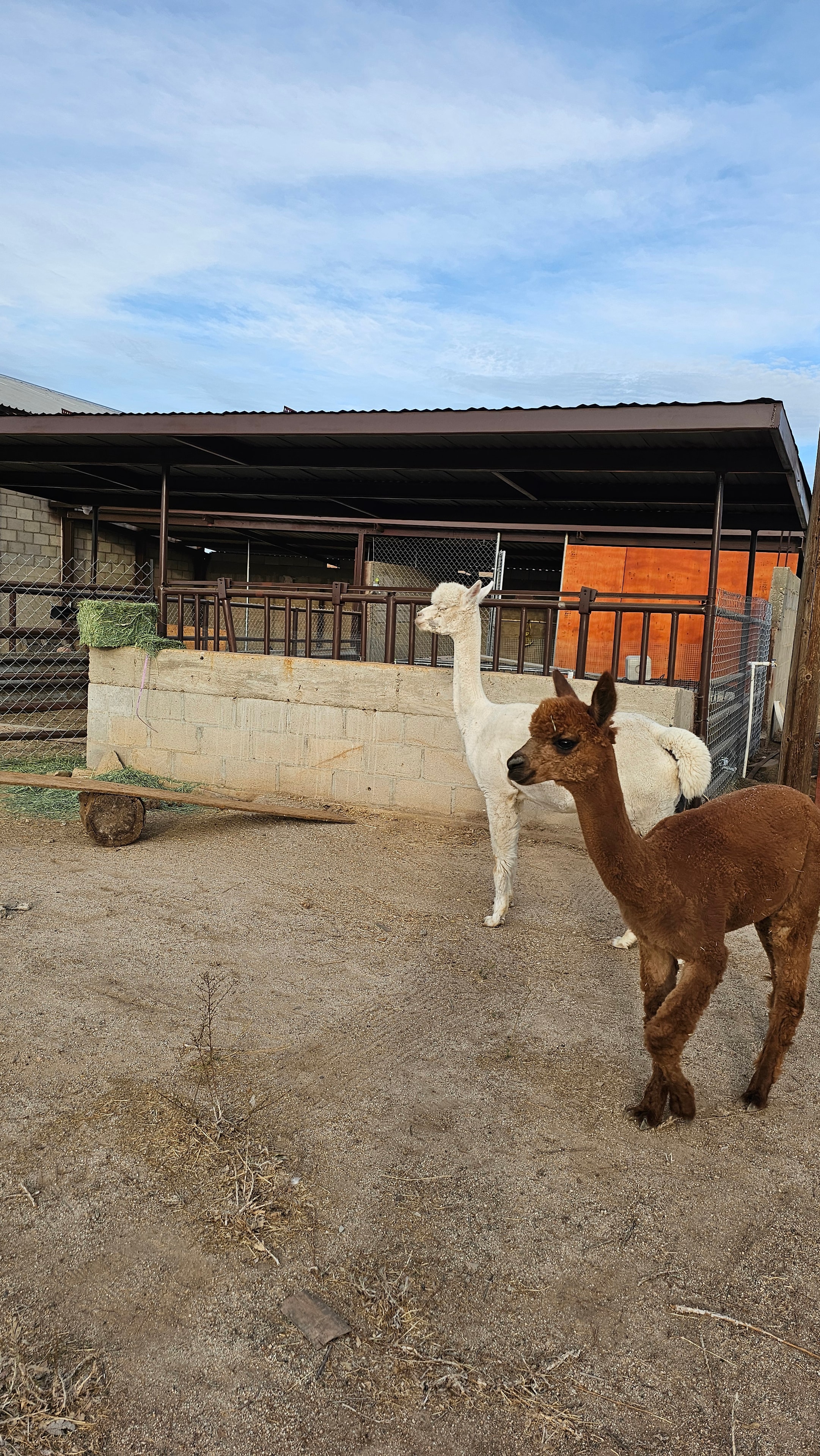 Alpacas en el patio de la granja, agosto 2026