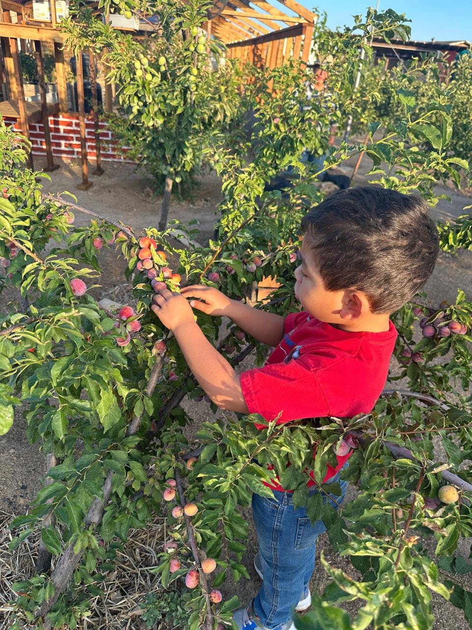 Cosechando del huerto de Granja de Yosef